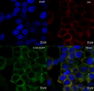 Putative role of corazonin in the ovarian development of the swimming crab Portunus trituberculatus